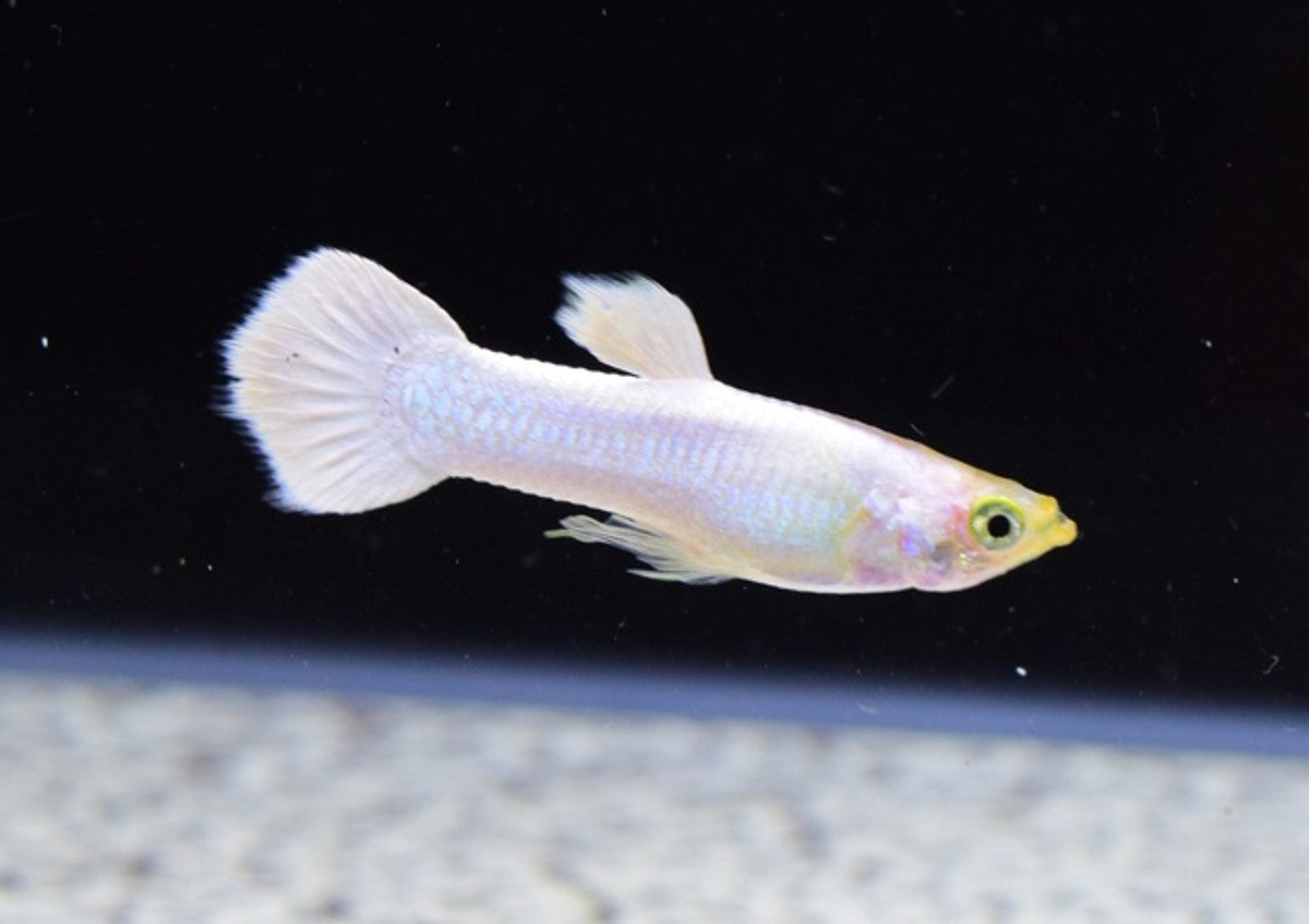 Snow White Guppy - Male