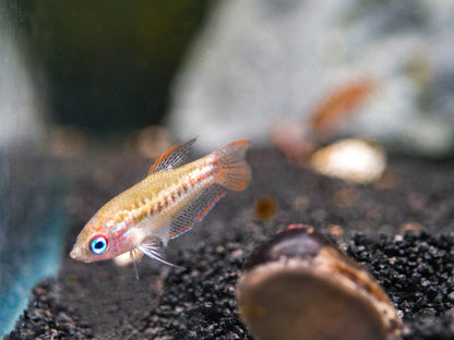 Sparkling Gourami