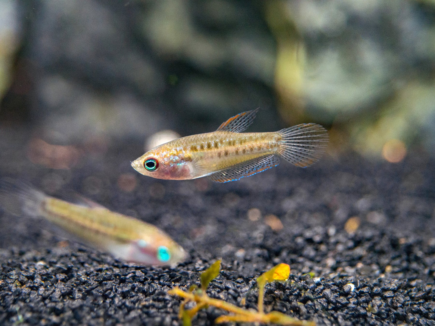 Sparkling Gourami