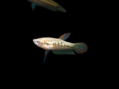 Sparkling Gourami