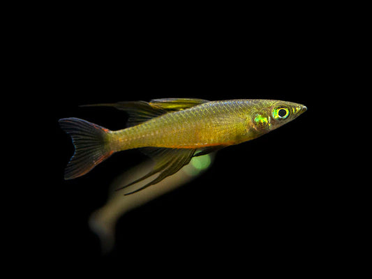 Threadfin Rainbow