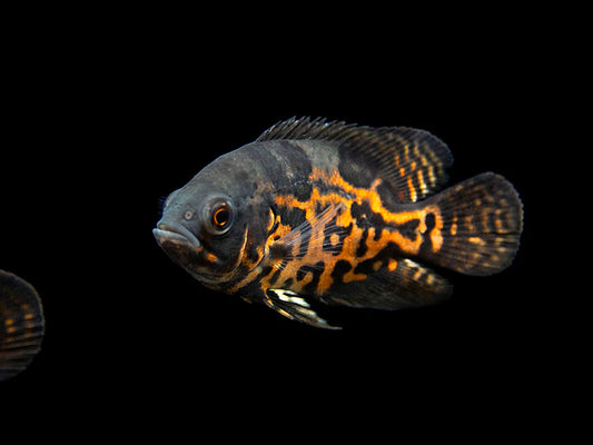 Tiger Oscar (Astronotus ocellatus)