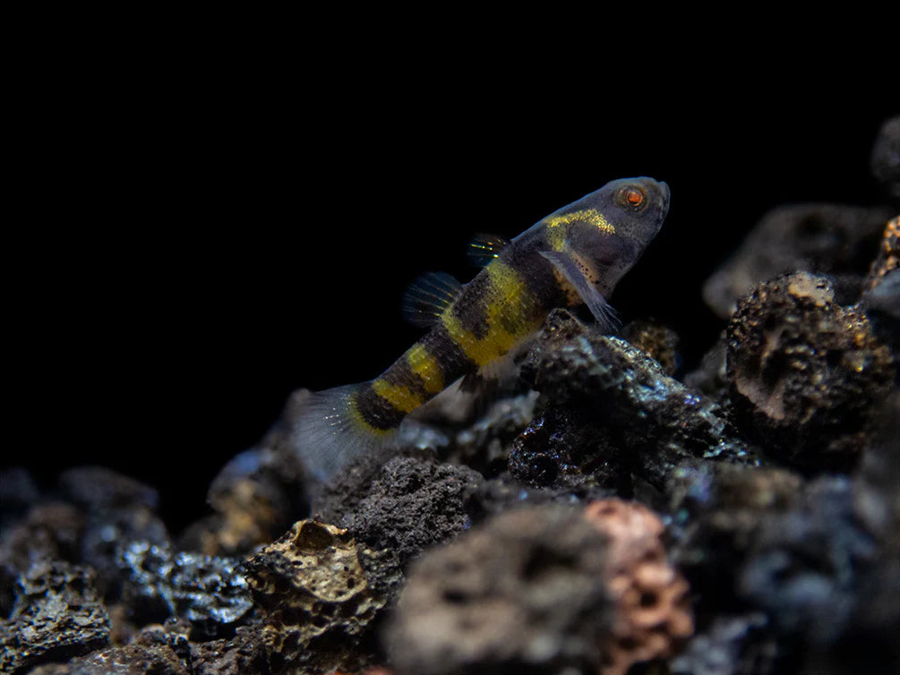 Bumble Bee Goby