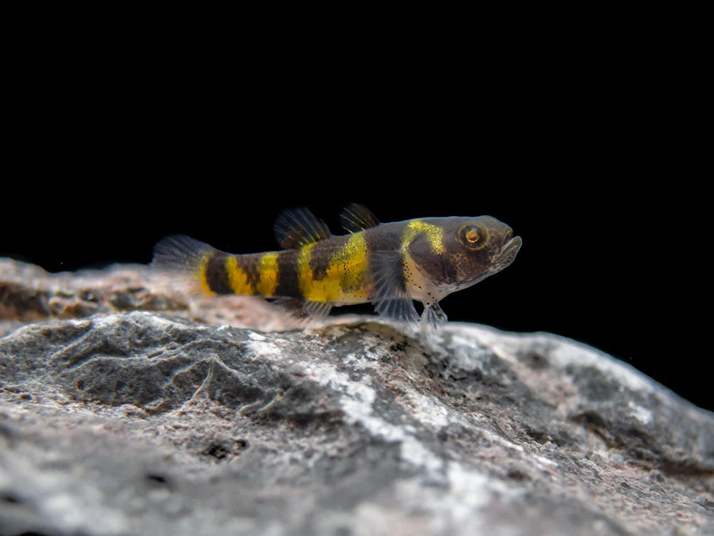 Bumble Bee Goby