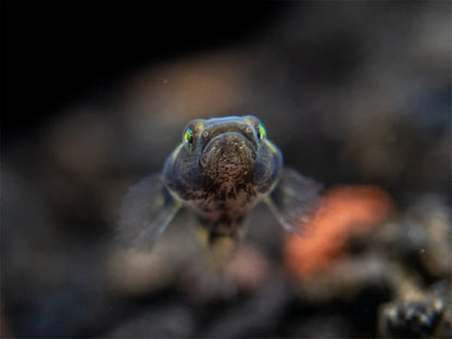 Bumble Bee Goby