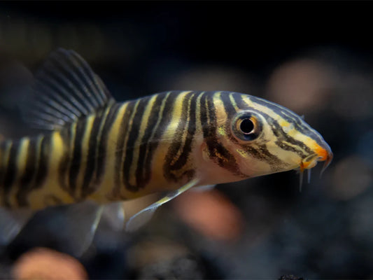 Zebra loach (Botia striata)