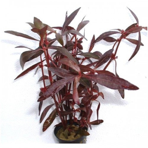 Beetroot Rubra (Alternanthera Sessillis)