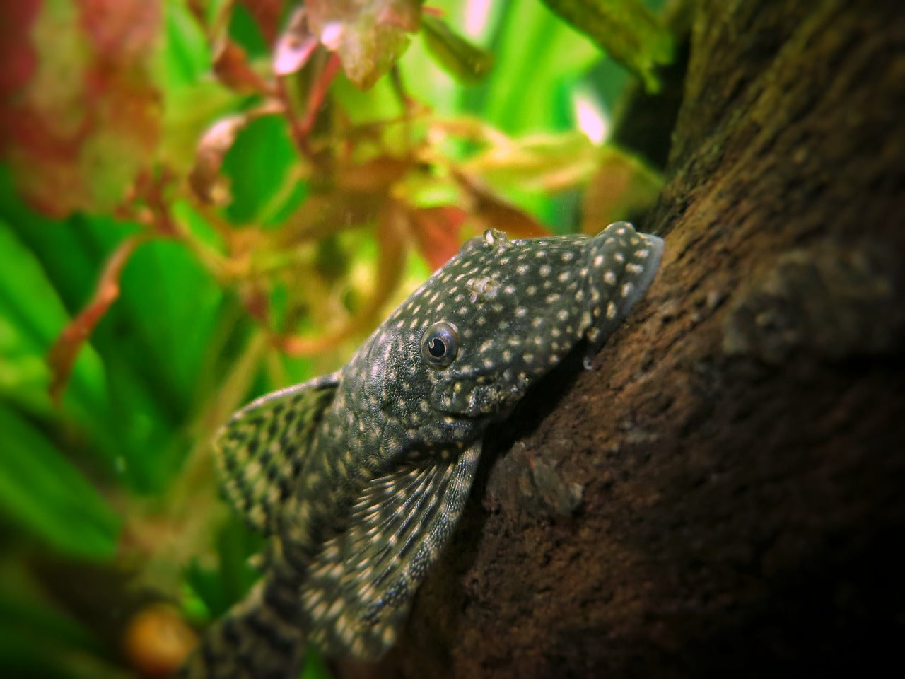 Brown Bristlenose Pleco 2-3CM - Home Bred