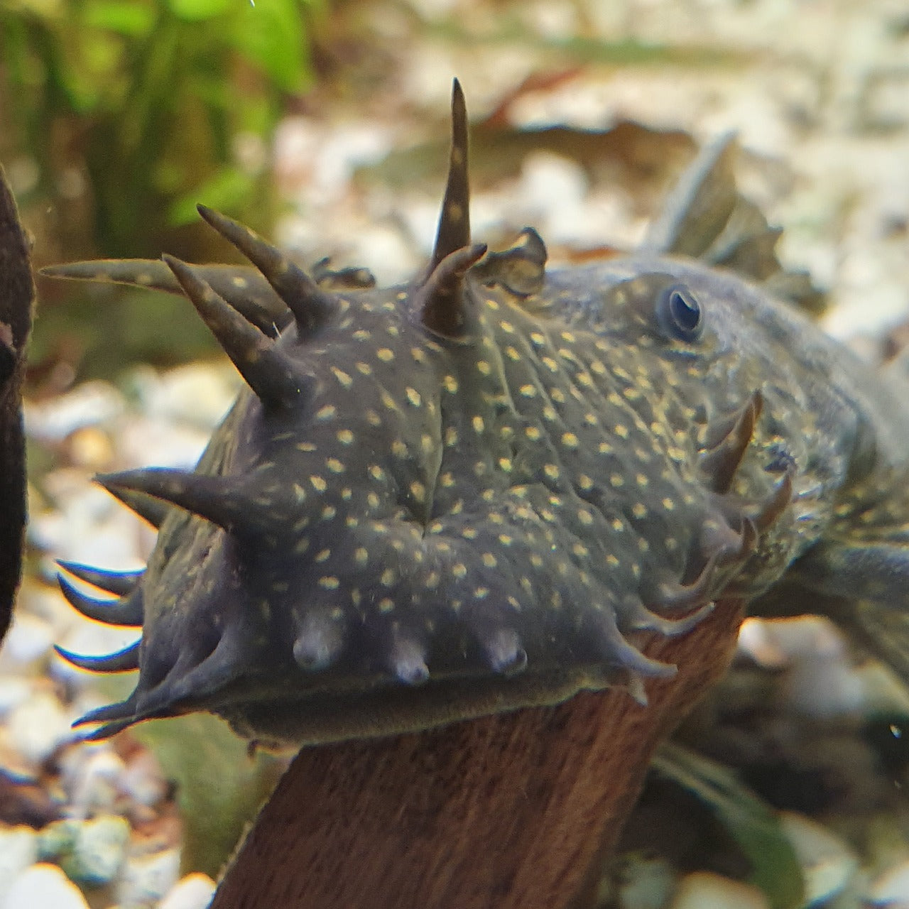 Brown Bristlenose Pleco 2-3CM - Home Bred