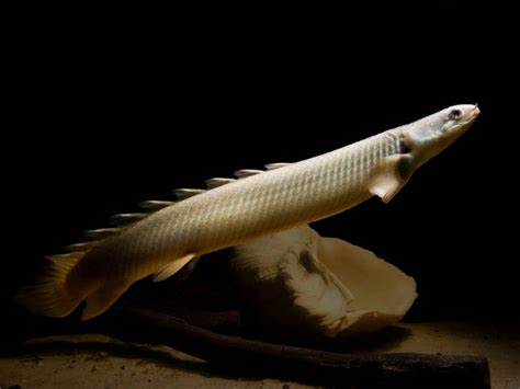 Cuvier's/Senegal Bichir (Copy)