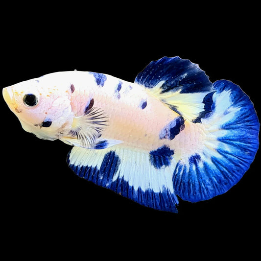 Blue Marble HMPK Male Beta