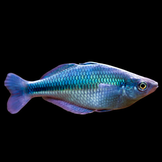 Blue Turquoise Rainbowfish