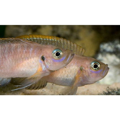 Neolamprologus Brevis - Shell Dwelling Cichlid