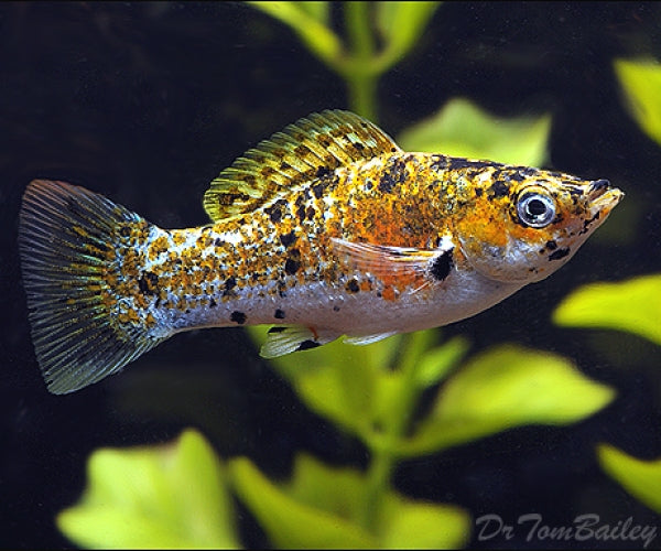 Calico Sailfin Molly