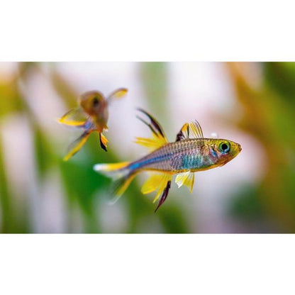 Celebes Rainbowfish (Marosatherina ladigesi)