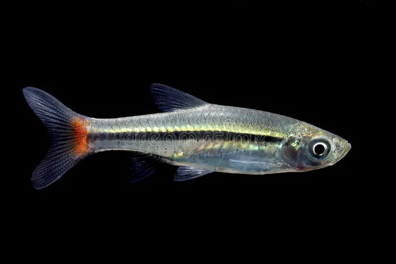 Red Finned Rasbora