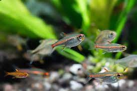 Glowlight Tetra (Hemigrammus erythrozonus),