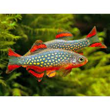 Celestial Pearl Danio AKA Galaxy Rasbora (Celestichthys margaritatus)