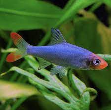 Asian Rummy Nose (Sawba resplendens)