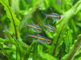 Glowlight Tetra (Hemigrammus erythrozonus),