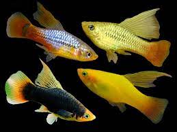 Assorted Hi Fin Platy