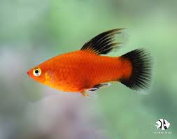 Assorted Hi Fin Platy