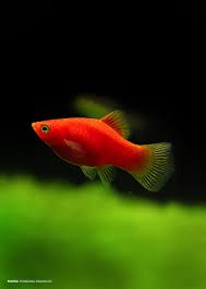 Red Coral Platy