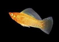 Gold Sailfin Molly