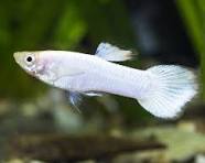 Snow White Guppy - Male