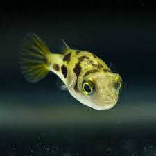 Indian Dwarf Pea Puffer (Carinotetraodon travancoricus),