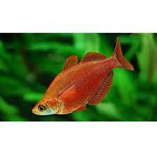 Red Rainbow fish