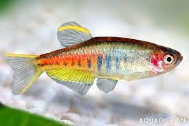 Burmese Glow Light Danio