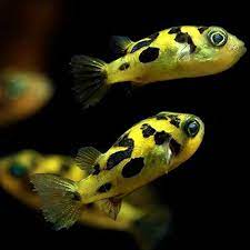 Indian Dwarf Pea Puffer (Carinotetraodon travancoricus),