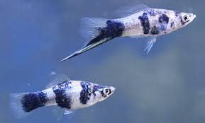 Marble Swordtail