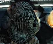 Blue Snake skin Discus - 6cm