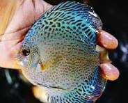 Scorpian Snake skin Discus - 6cm