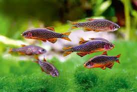 Celestial Pearl Danio AKA Galaxy Rasbora (Celestichthys margaritatus)