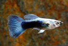 Blue Variegated  Guppy - Male