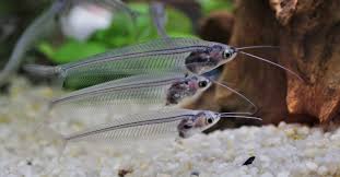 Glass Catfish