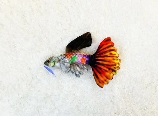 Guppy Polychrome - 22.5cm