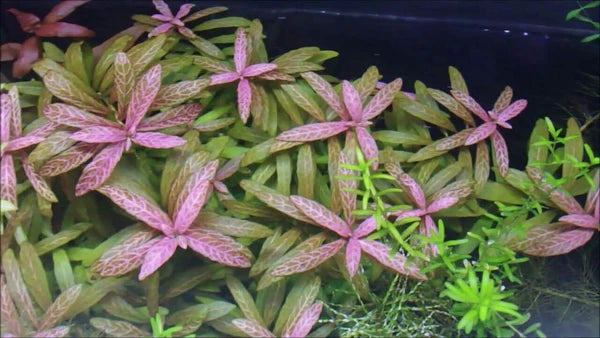 Hygrophila Rosanervig Sunset Tissue Culture