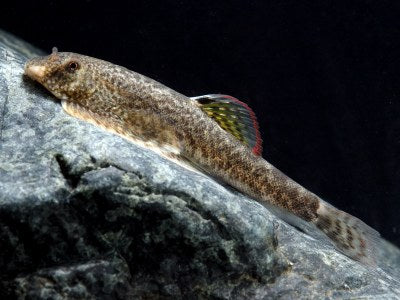 Myers Hillstream loach