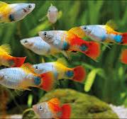 Blue butterfly Mickey Mouse platy