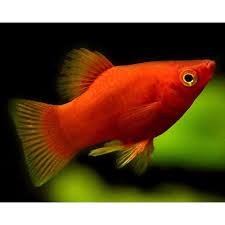 Red Coral Platy