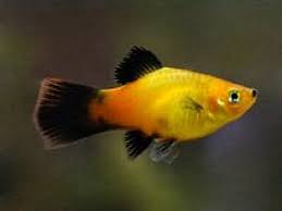 Sunset Wag Platy