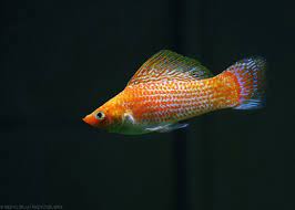 Gold Sailfin Molly