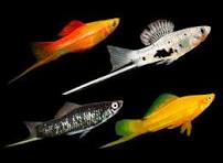 Assorted Swordtails