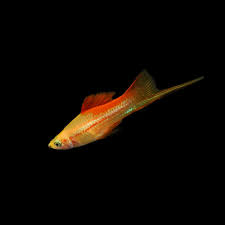 Pineapple Swordtail