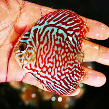 Red Turquoise Discus - 6cm