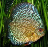 Tiger Snakeskin Discus - 6cm